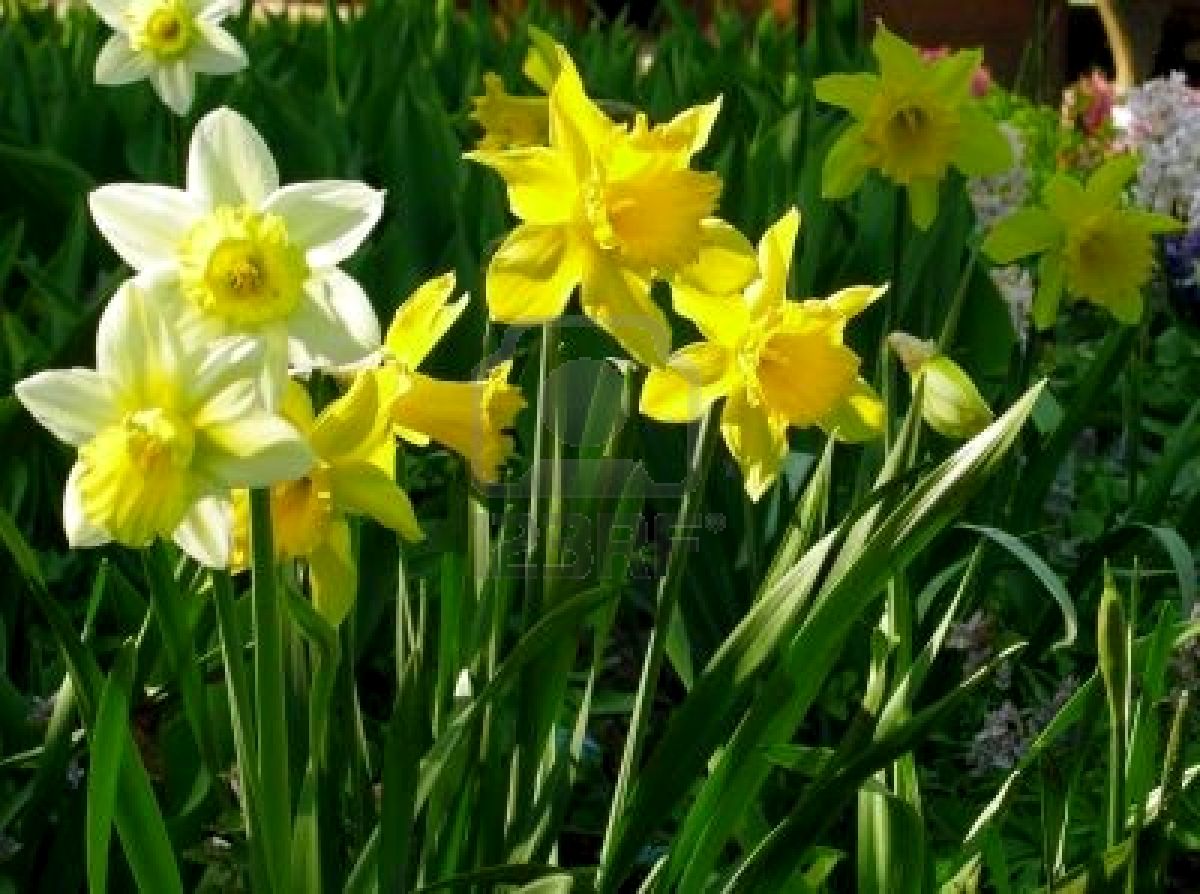 Narcissus Pseudonarcissus